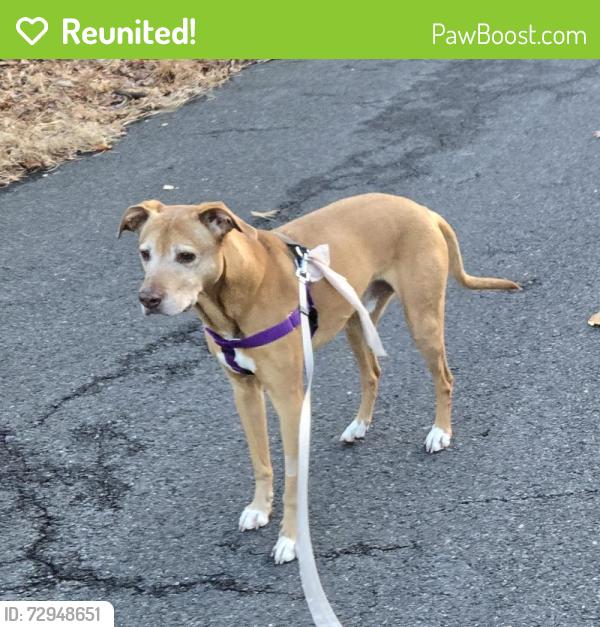 Reunited Male Dog last seen E Cedar St. and Brookside Place, Livingston, NJ 07039