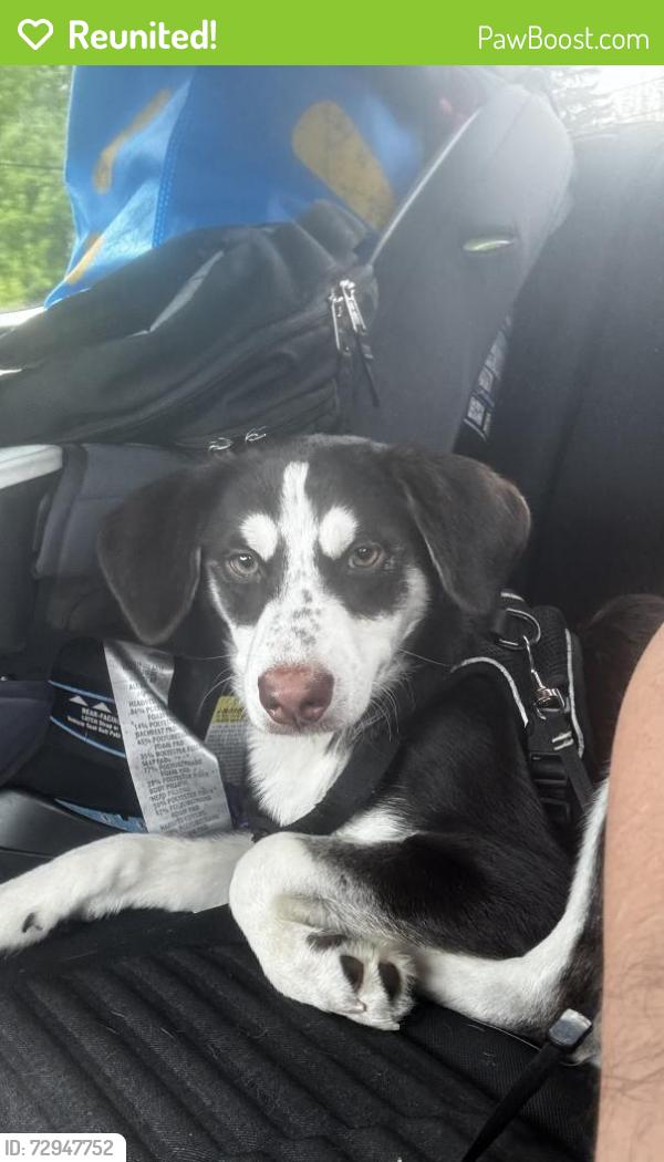 Reunited Female Dog last seen Near Spruce Ln, Southampton Township, NJ 08088, USA, Southampton Township, NJ 08088