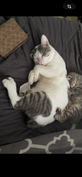 Lost Male Cat last seen Babcock rd, Melbourne, FL 32901