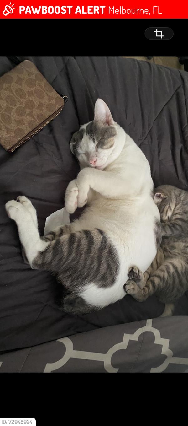 Lost Male Cat last seen Babcock rd, Melbourne, FL 32901