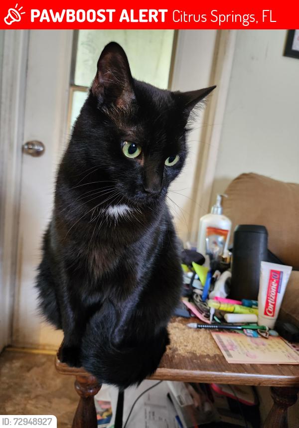 Lost Female Cat last seen W Yardley Dr and N Susan Ave, Citrus Springs, FL 34433