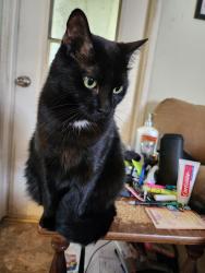 Lost Female Cat last seen N Yardley LN and N Susan Ave , Citrus Springs, FL 34433