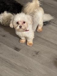 Lost Female Dog last seen Near Antietam St , Park Forest, IL 60466