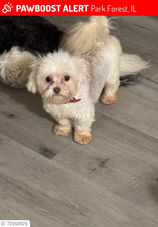 Lost Female Dog last seen Near Antietam St , Park Forest, IL 60466