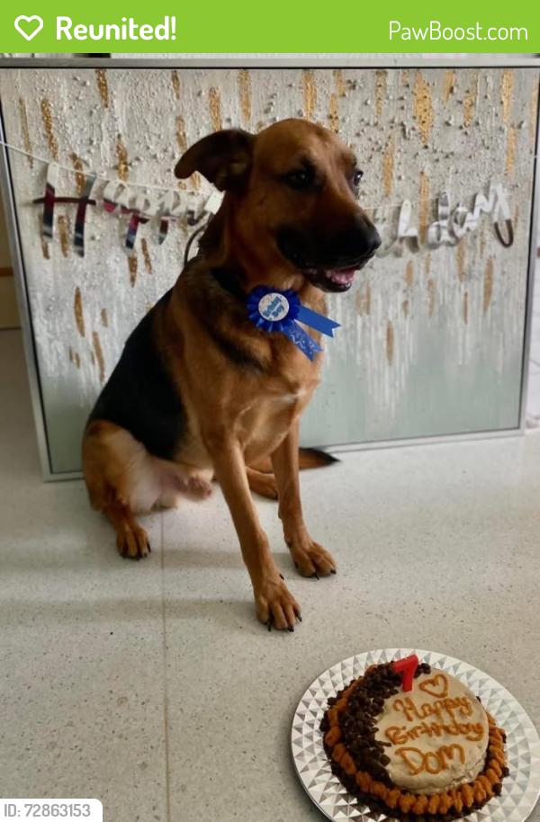 Reunited Male Dog last seen Hollywood and palmbay road , West Melbourne, FL 32904