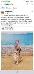 Lost Female Dog last seen Hwy 50, Gillette, WY 82718