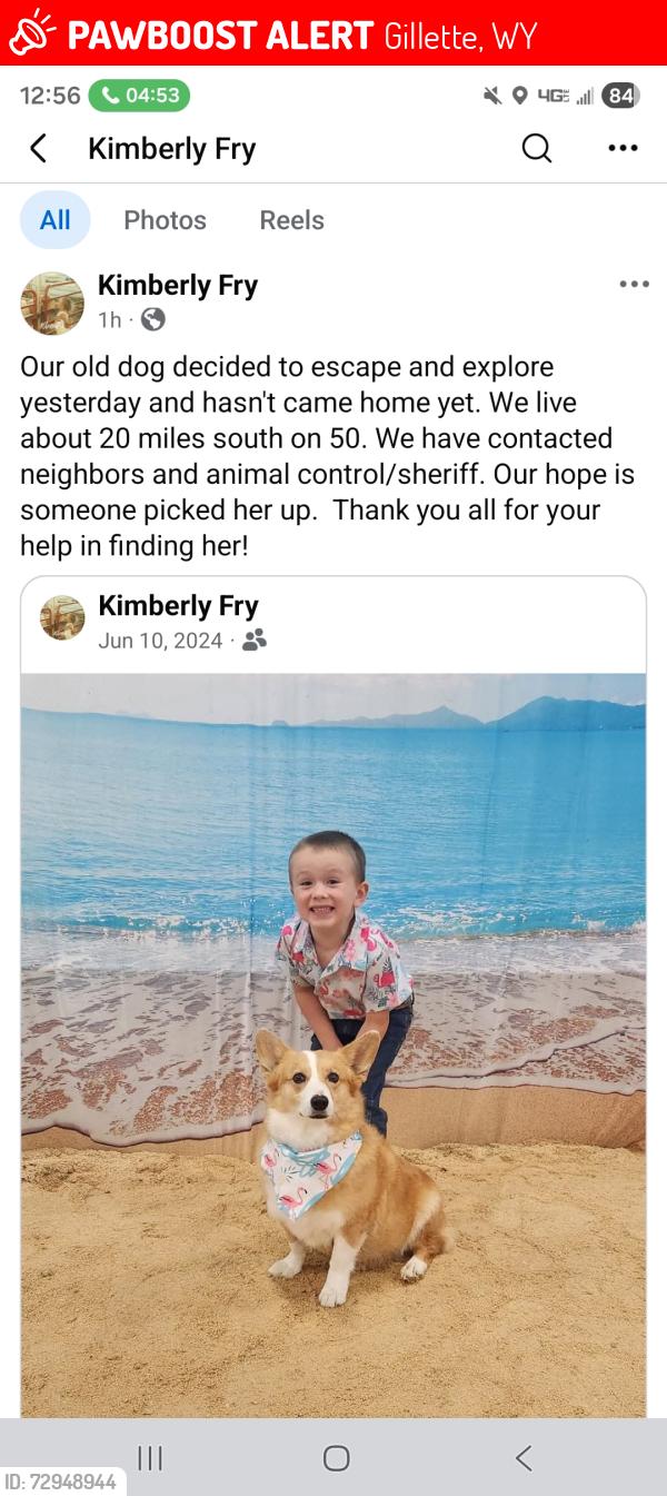 Lost Female Dog last seen Hwy 50, Gillette, WY 82718