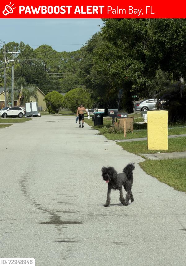 Lost Unknown Dog last seen Sheridan & ELMONT NW, Palm Bay, FL 32907
