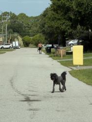Lost Unknown Dog last seen Sheridan & ELMONT NW, Palm Bay, FL 32907