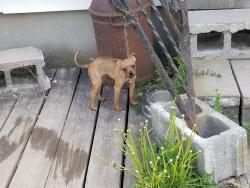 Reunited Female Dog last seen Moore Road Munnsville , Stockbridge, NY 13409