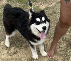 Reunited Female Dog last seen Ray Linker Rd, North Carolina 28025, USA, Cabarrus County, NC 28025