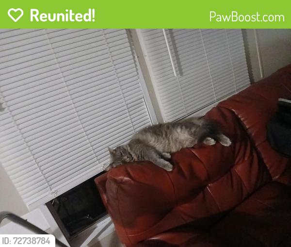 Reunited Male Cat last seen Dallas hwy and Jessi Davis park , Douglasville, GA 30134