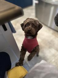 Reunited Female Dog last seen Near Quail Ridge Dr, Sanford, NC 27332, USA, Sanford, NC 27332