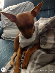 Reunited Female Dog last seen East of 5765 williams rd, Munnsville, NY 13409