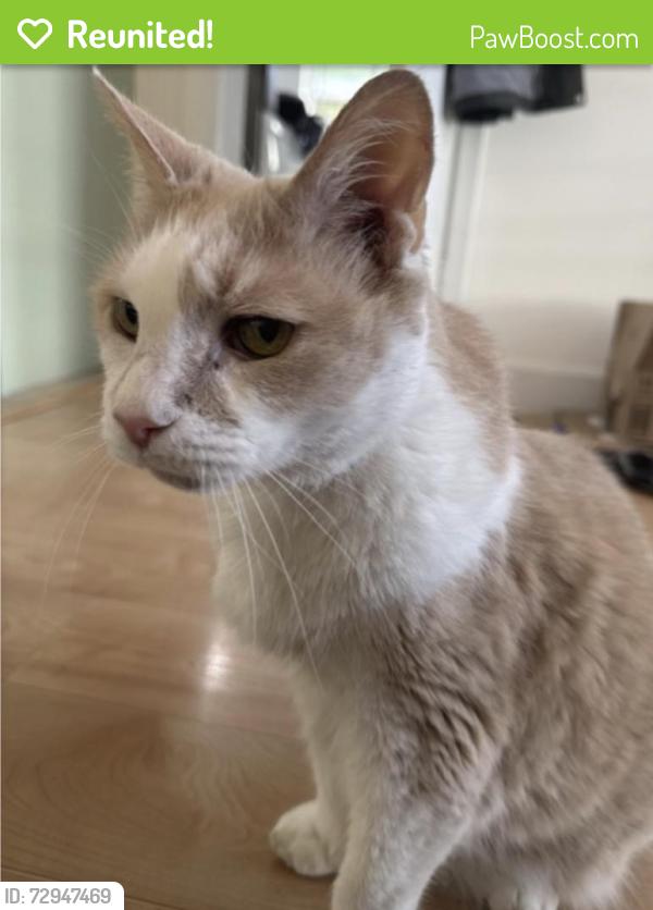 Reunited Male Cat last seen 32nd Ave SW between Roxbury and SW Barton, Seattle, WA 98126