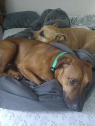 Reunited Male Dog last seen Banyan Blvd and Hamlin blvd, The Acreage, FL 33470