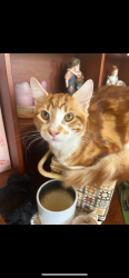 Reunited Male Cat last seen Greenbank st and Illawarra road, Marrickville, NSW 2204