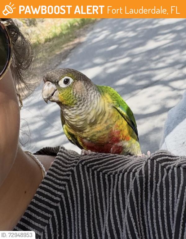 Found/Stray Unknown Bird last seen Tarpon river neighborhood , Fort Lauderdale, FL 33315