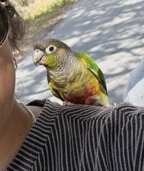 Found/Stray Unknown Bird last seen Tarpon river neighborhood , Fort Lauderdale, FL 33315