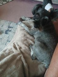 Reunited Male Dog last seen Colbach Motorcycle , Morristown, TN 37814