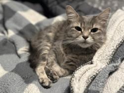 Lost Female Cat last seen Butternut drive and balsam trail, Barrie, ON L4N