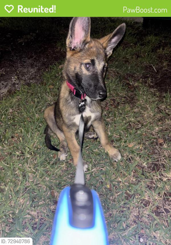 Reunited Female Dog last seen North Miami Beach, fl, North Miami Beach, FL 33179
