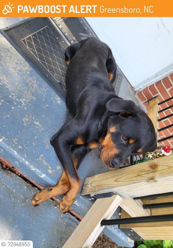 Found/Stray Female Dog last seen Near Food Lion on Colliseum Blvd, Greensboro, NC 27403