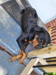 Found/Stray Female Dog last seen Near Food Lion on Colliseum Blvd, Greensboro, NC 27403