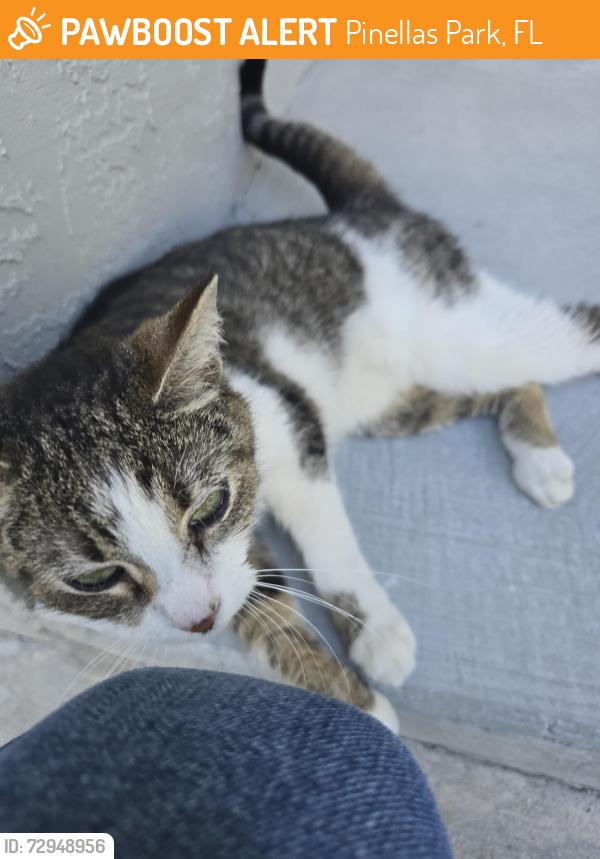 Found/Stray Female Cat last seen 58th st and 94th ave. Pinellas park, Pinellas Park, FL 33782