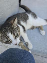 Found/Stray Female Cat last seen 58th st and 94th ave. Pinellas park, Pinellas Park, FL 33782