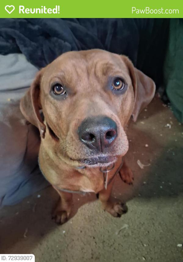Reunited Female Dog last seen Gist creek  , Sevierville, TN 37876