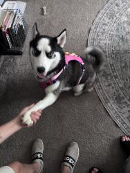 Found/Stray Female Dog last seen Southside Blvd, Jacksonville, FL 32246