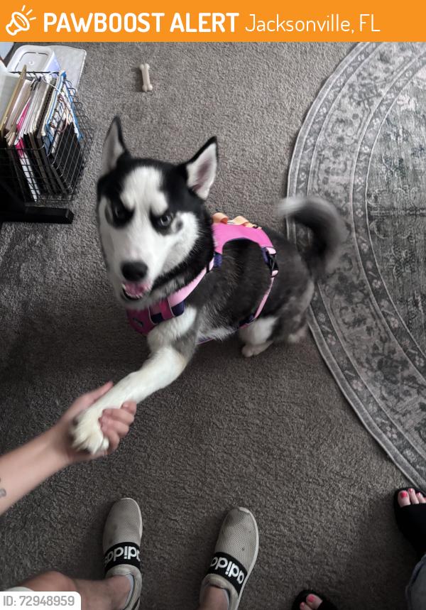 Found/Stray Female Dog last seen Southside Blvd, Jacksonville, FL 32246