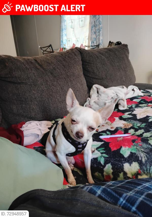 Lost Male Dog last seen Detroit and pine ridge road, Escambia County, FL 32534