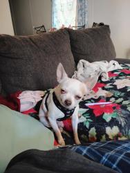 Lost Male Dog last seen Detroit and pine ridge road, Escambia County, FL 32534