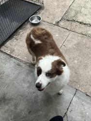 Reunited Female Dog last seen Palo Alto area, San Antonio, TX 78211