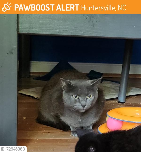 Found/Stray Female Cat last seen NorthStone neighborhood , Huntersville, NC 28078