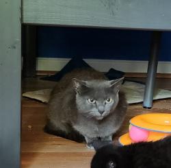 Found/Stray Female Cat last seen NorthStone neighborhood , Huntersville, NC 28078
