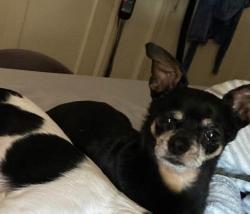 Lost Male Dog last seen Shields and West headed toward Fruit or Maybe at Our Lady of Victory Church, Fresno, CA 93705