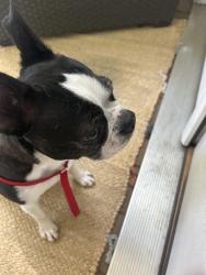 Reunited Female Dog last seen Milhaven , Tuckahoe, VA 23238