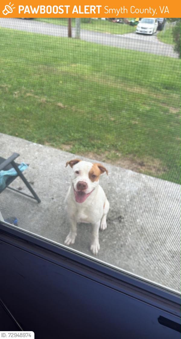 Found/Stray Male Dog last seen Benhams road, Smyth County, VA 24319