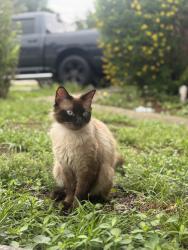 Found/Stray Unknown Cat last seen Tanglewood area , Orange Park, FL 32065