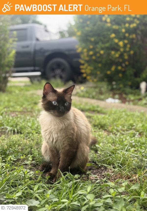 Found/Stray Unknown Cat last seen Tanglewood area , Orange Park, FL 32065