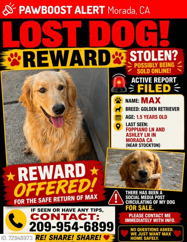Lost Male Dog last seen Foppiano ln and Ashley morada ca , Morada, CA 95212