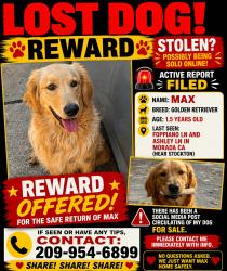 Lost Male Dog last seen Foppiano ln and Ashley morada ca , Morada, CA 95212
