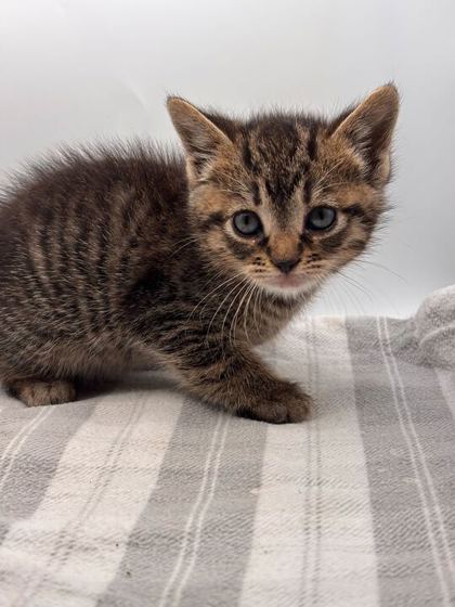 Shelter Stray Female Cat last seen Knoxville, TN 37921, Knoxville, TN 37919