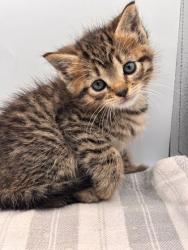Shelter Stray Female Cat last seen Knoxville, TN 37921, Knoxville, TN 37919
