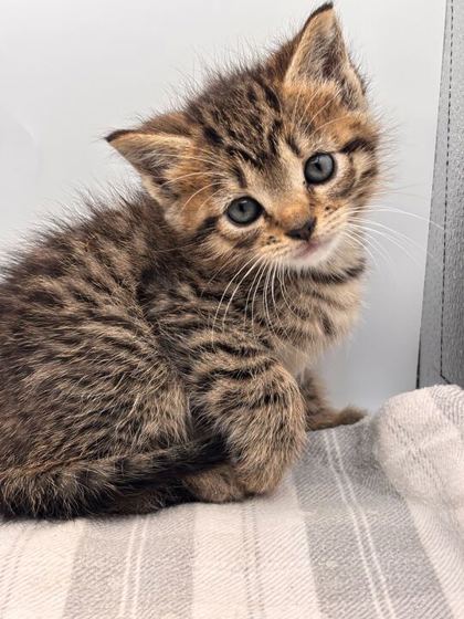Shelter Stray Female Cat last seen Knoxville, TN 37921, Knoxville, TN 37919