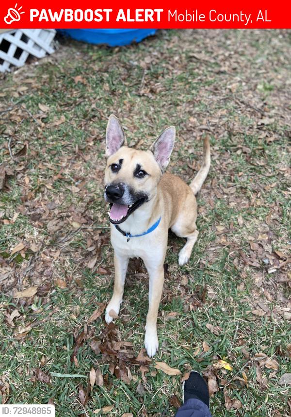 Lost Male Dog last seen e pond rd , Mobile County, AL 36613