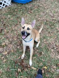 Lost Male Dog last seen e pond rd , Mobile County, AL 36613